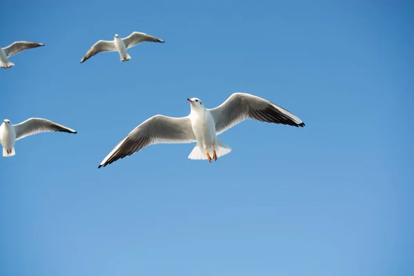 Gaivotas Voando Fundo Céu — Fotografia de Stock