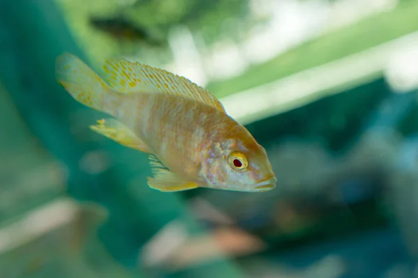 Beautiful fish in the aquarium — Stock Photo, Image