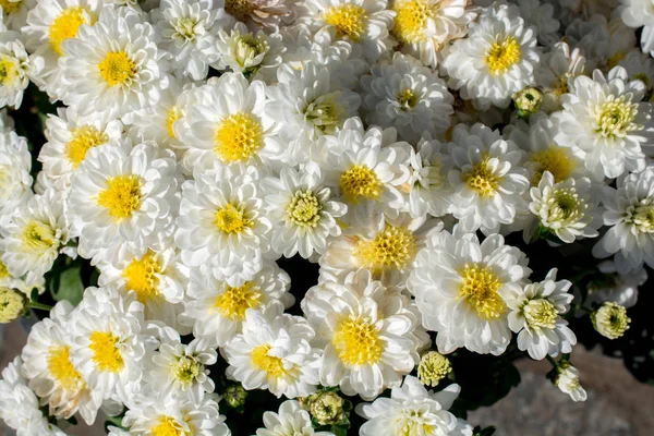 Hermosas flores como fondo — Foto de Stock