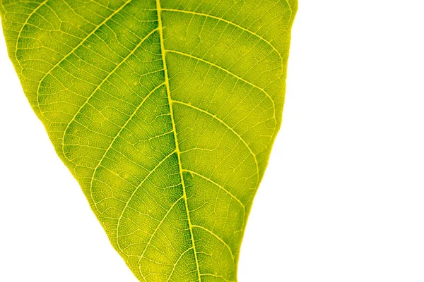 Dłoń trzymająca zielony liść — Zdjęcie stockowe