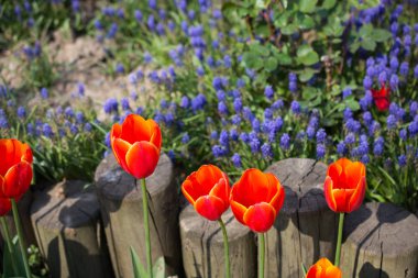 Bahar bahçesinde açan turuncu laleler