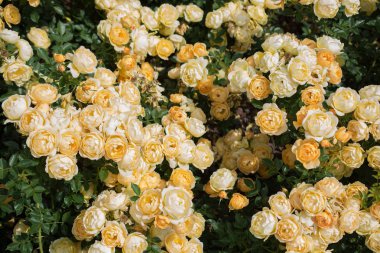 Bir bahar adam olarak güzel taze gül