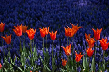 Bahçede renkli lale çiçekleri açar.