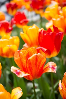 Renkli Lale çiçek çiçek Bahçe