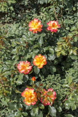 Renkli görüntü vahşi bahar çiçek çiçeklenme