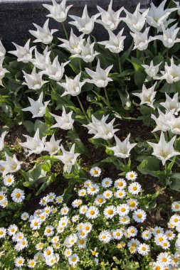  Renkli Lale Çiçek bahçesinde bir arka plan olarak