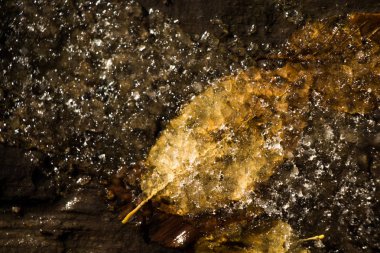 Yaprak üzerinde sonbahar bir arka plan olarak kuru