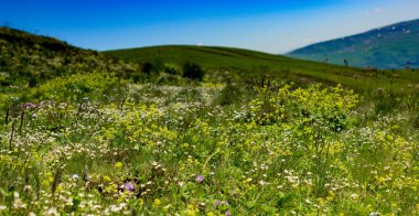 Görüntü güzel renkli kır çiçekleri blooming