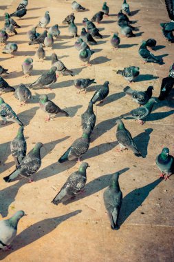 Yalnız kuşlar tarafından kentsel ortamda yaşıyoruz