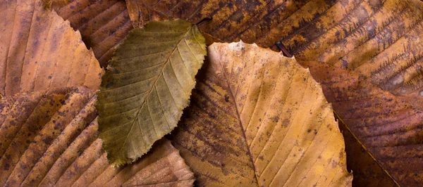 Trockenes Blatt auf anderen Blättern als Herbsthintergrund — Stockfoto