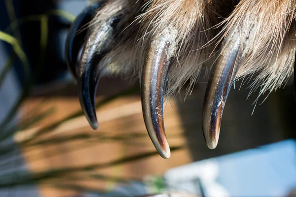 Pata de urso marrom com garras afiadas — Fotografia de Stock