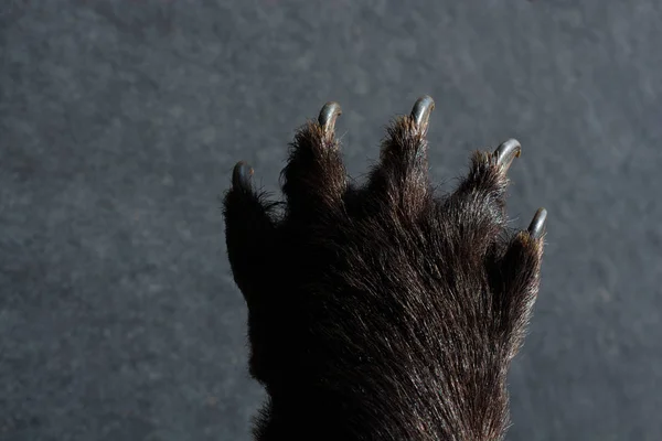 Černý medvěd tlapka s ostrými drápy — Stock fotografie