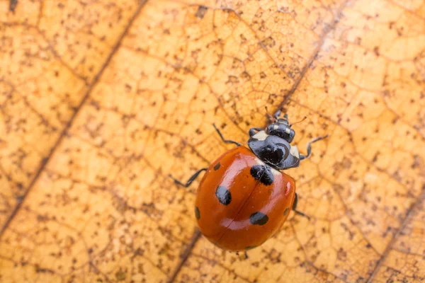 Belle coccinelle rouge marchant sur une feuille sèche — Photo