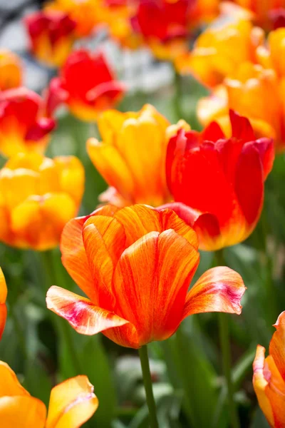 Bunte Tulpenblüte im Garten — Stockfoto