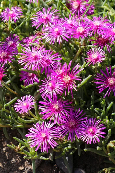 Hermosas flores en la naturaleza —  Fotos de Stock