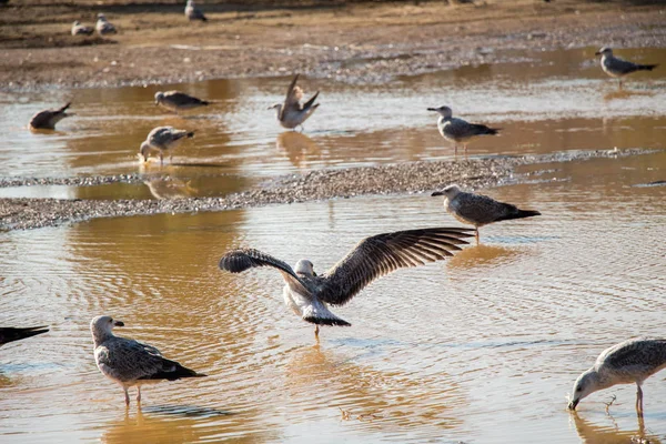 Möwen auf dem Boden mit schlammigem Wasser — Stockfoto