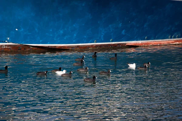 Vögel auf dem Wasser mit blauem Hintergrund — Stockfoto