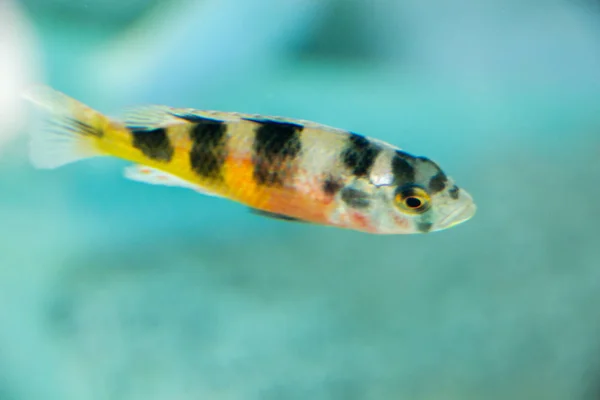 Beautiful fish in the aquarium — Stock Photo, Image