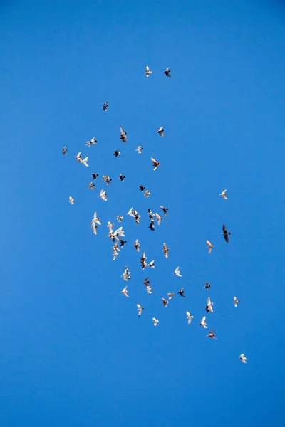 Σμήνη Πουλιών Που Πετούν Στον Γαλάζιο Ουρανό — Φωτογραφία Αρχείου