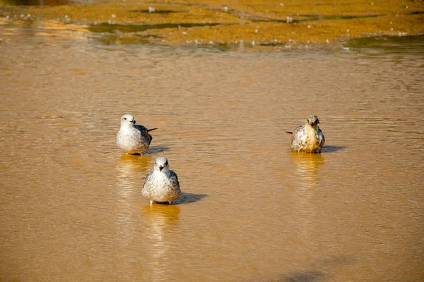 Seagulls on ground  with muddy water — Stock Photo, Image