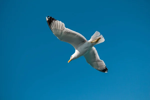 Burung camar tunggal terbang dalam biru langit — Stok Foto