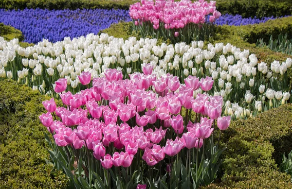 Colorful tulip flowers in the garden — Stock Photo, Image