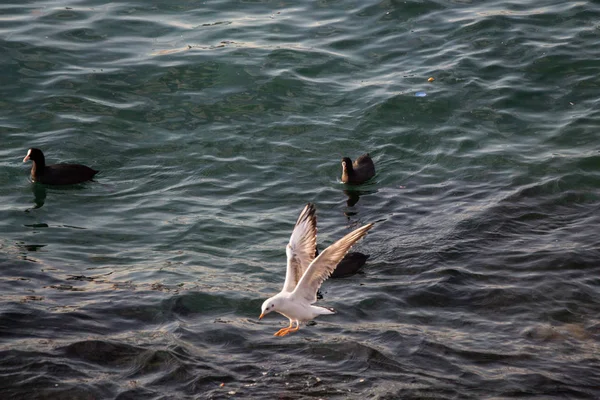 Pojedynczy seagull lotu nad wodami morza — Zdjęcie stockowe