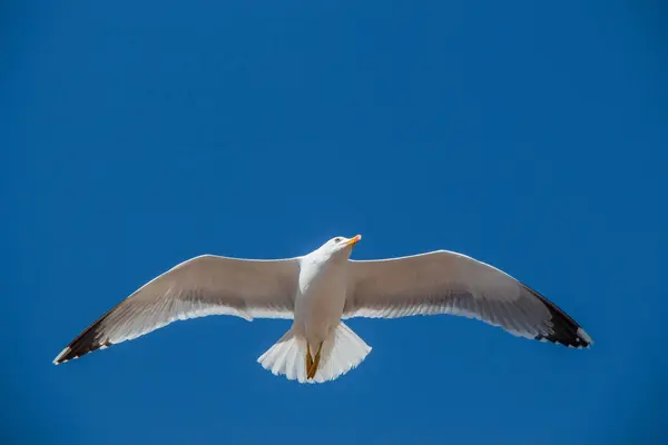 Enkele zeemeeuw, vliegen in het blauw een lucht — Stockfoto