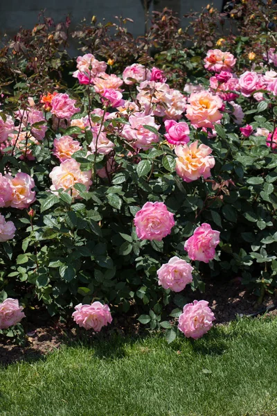 Blooming beautiful colorful roses in the garden — Stock Photo, Image