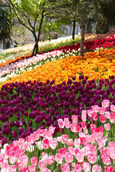 Blühende bunte Tulpenblumen im Garten — Stockfoto