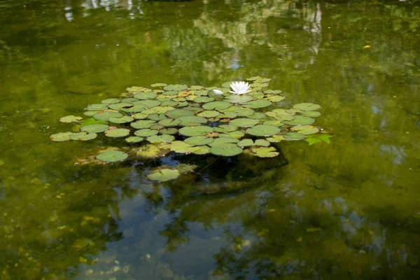 绿色池塘水的背景 — 图库照片