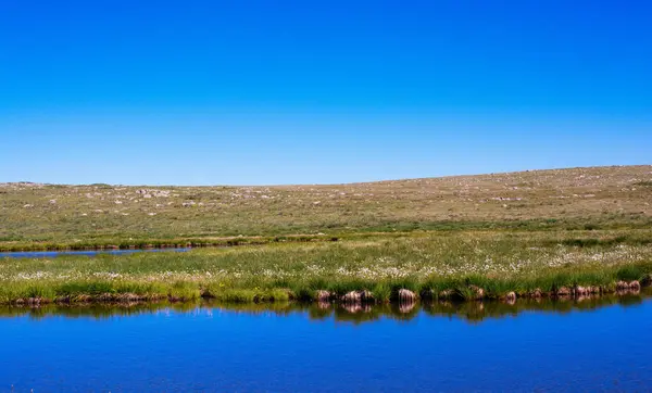 Vilda gräs av dammen på highland i Artvin — Stockfoto