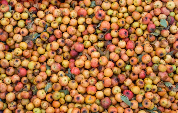 Azarole dzikich owoców, śródziemnomorskiego níspero zbierane i sprzedawane w m — Zdjęcie stockowe