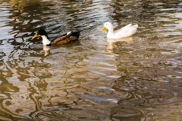 Einsamer Vogel lebt in der Natur — Stockfoto