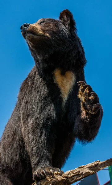 Η χνουδωτά μεγάλη μαύρη αρκούδα ως άγριο ζώο σε θέα — Φωτογραφία Αρχείου