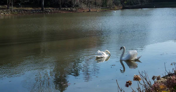 Cisnes brancos encantadores vivem na lagoa — Fotografia de Stock