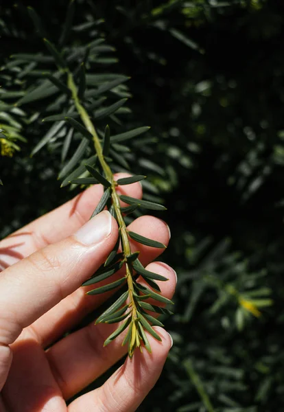 Part of a green tree in hand in view — Stock Photo, Image