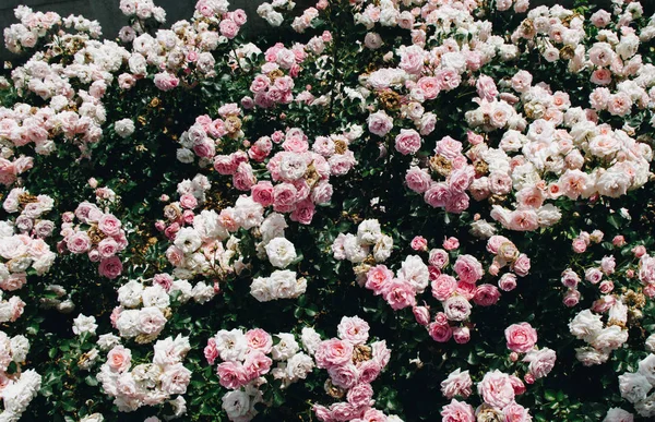 Indah mawar segar sebagai backgroun musim semi — Stok Foto