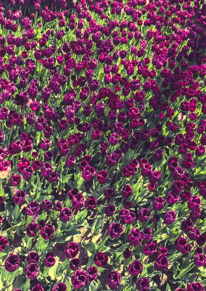 花の背景としてカラフルなチューリップの花を開花 — ストック写真