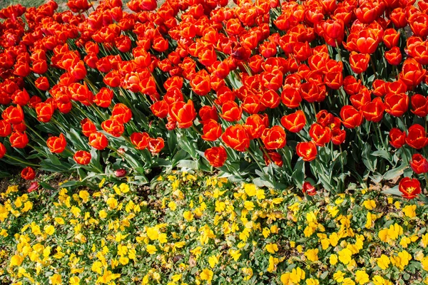 Blühende bunte Tulpenblumen als floraler Hintergrund — Stockfoto