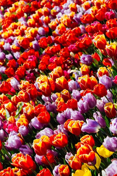 Fioritura fiori di tulipano in primavera come sfondo floreale — Foto Stock