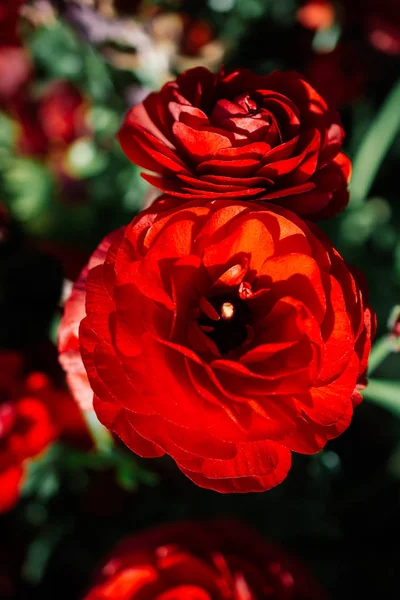 Vackra tulpaner blomma i tulpan område under våren — Stockfoto