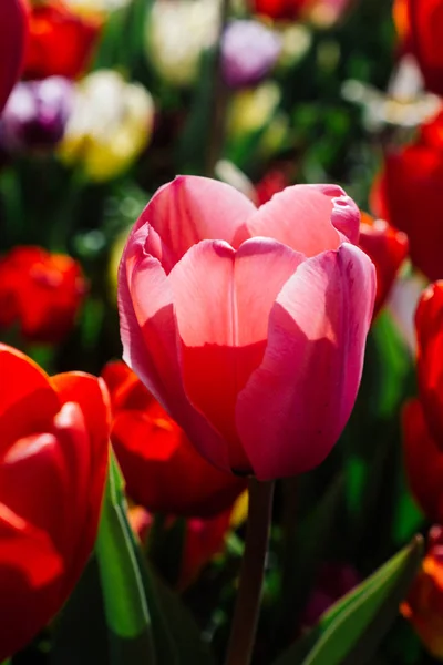 Blühende Tulpenblüten im Frühling als floraler Hintergrund — Stockfoto