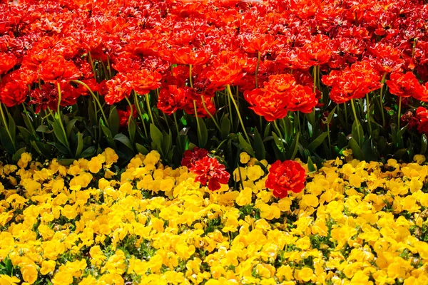 Erstaunliche bunte Frühlingsblumen in der Natur — Stockfoto