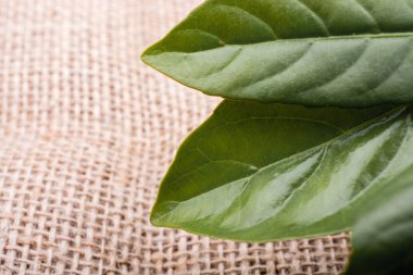 Keten tuval üzerine yeşil yaprakları