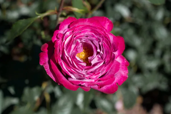 Schöne frische Rosen aus nächster Nähe — Stockfoto