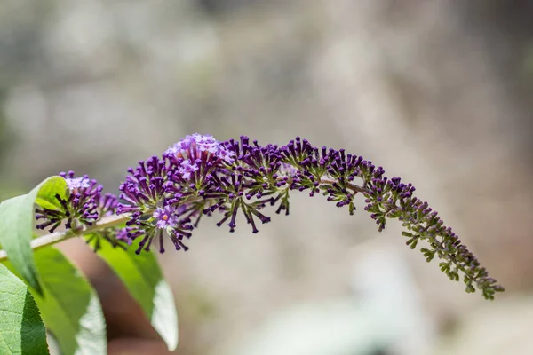 Bahçedeki güzel leylak çiçekleri