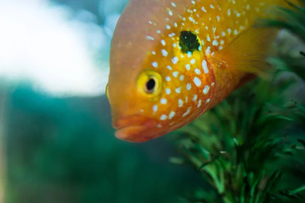 Akvaryumdaki güzel balıklar — Stok fotoğraf
