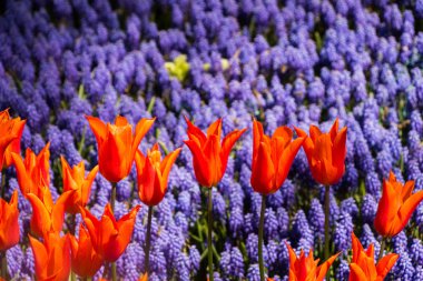 Bahçede renkli lale çiçekleri açar.