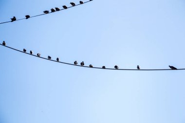 Tel üzerinde tünemiş güvercinler